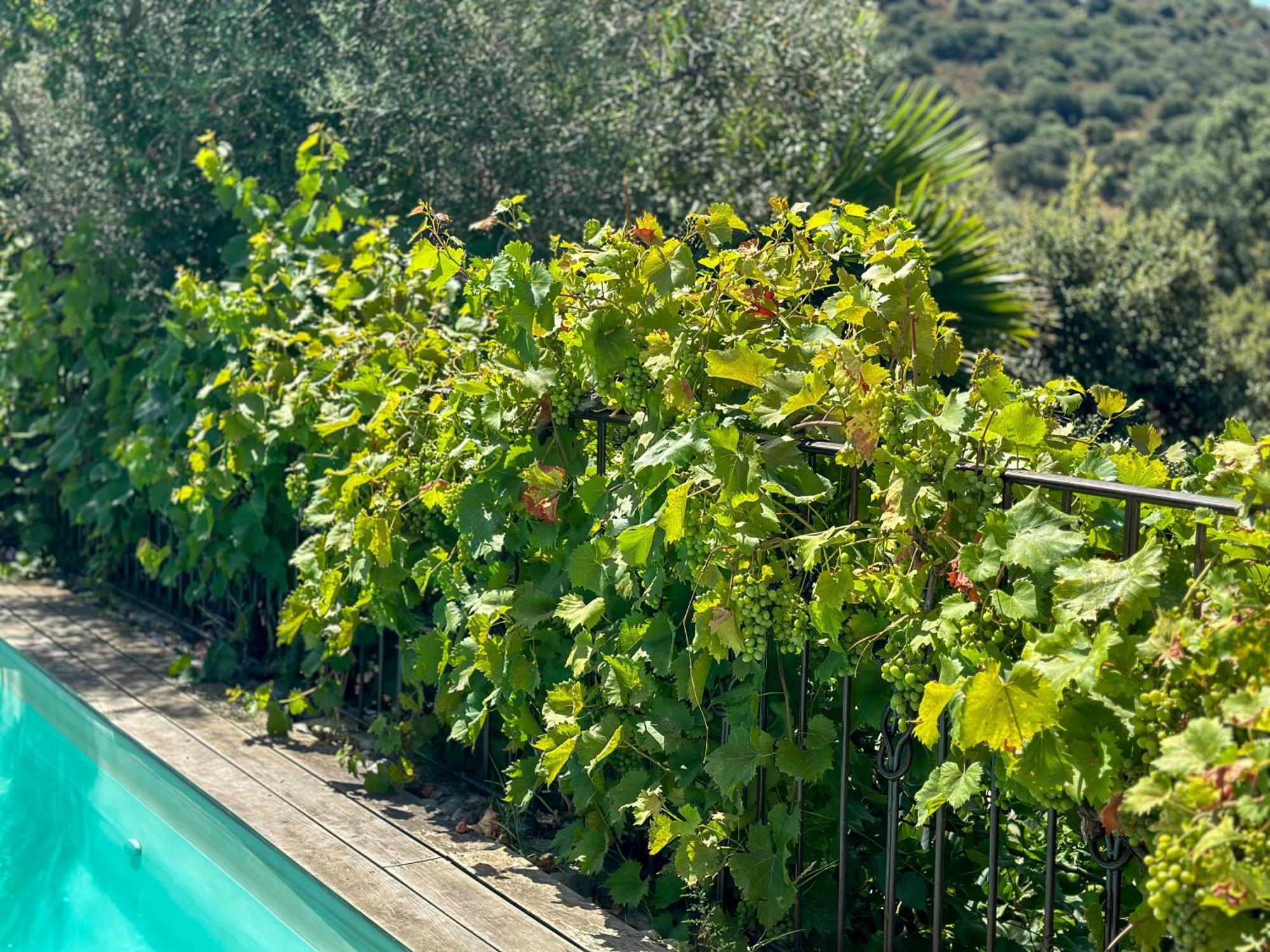 Domaine Villas Celia Monticello Eksteriør billede